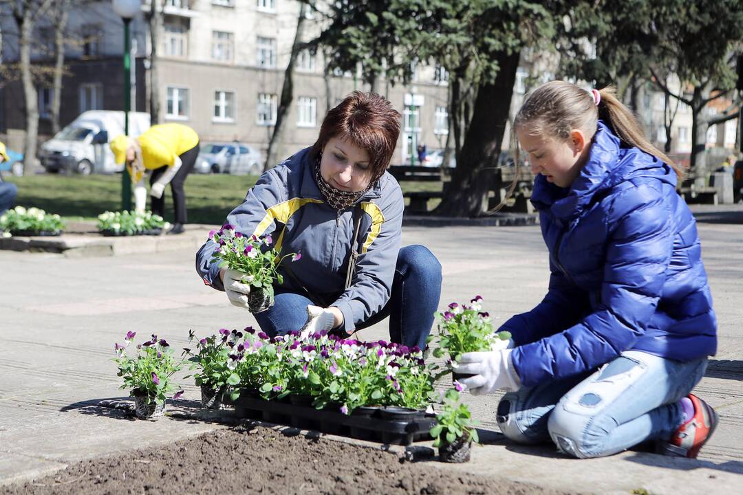 Našlaitės sodinamos skvere prie Danės upės