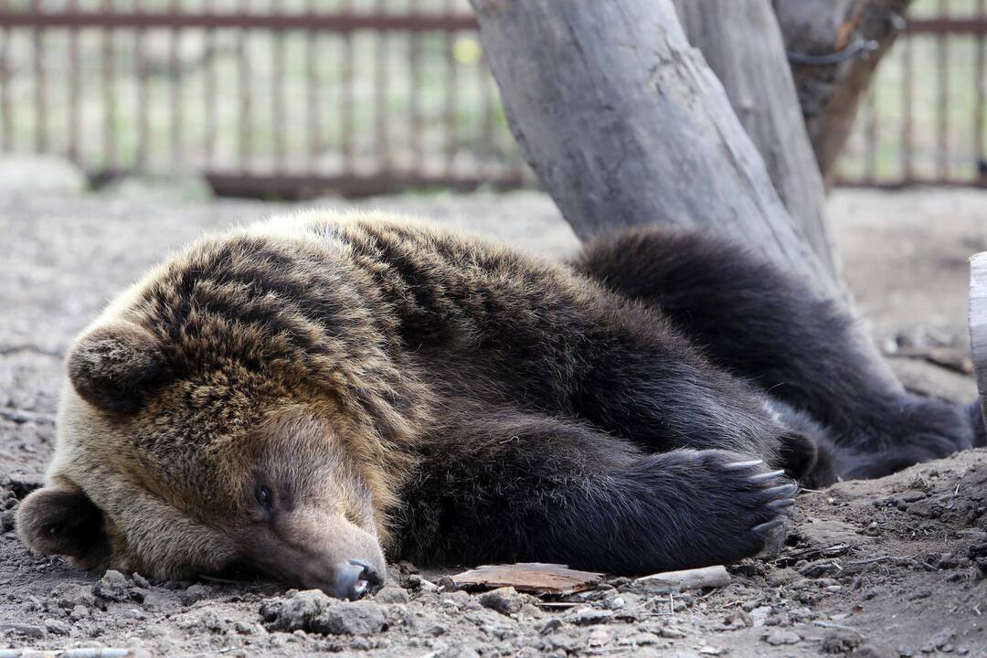 Zoologijos sode - nauji gyventojai