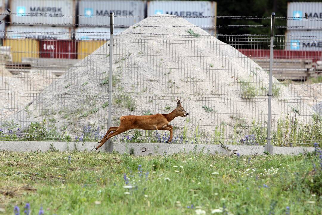 Pasiklydusi stirna mieste