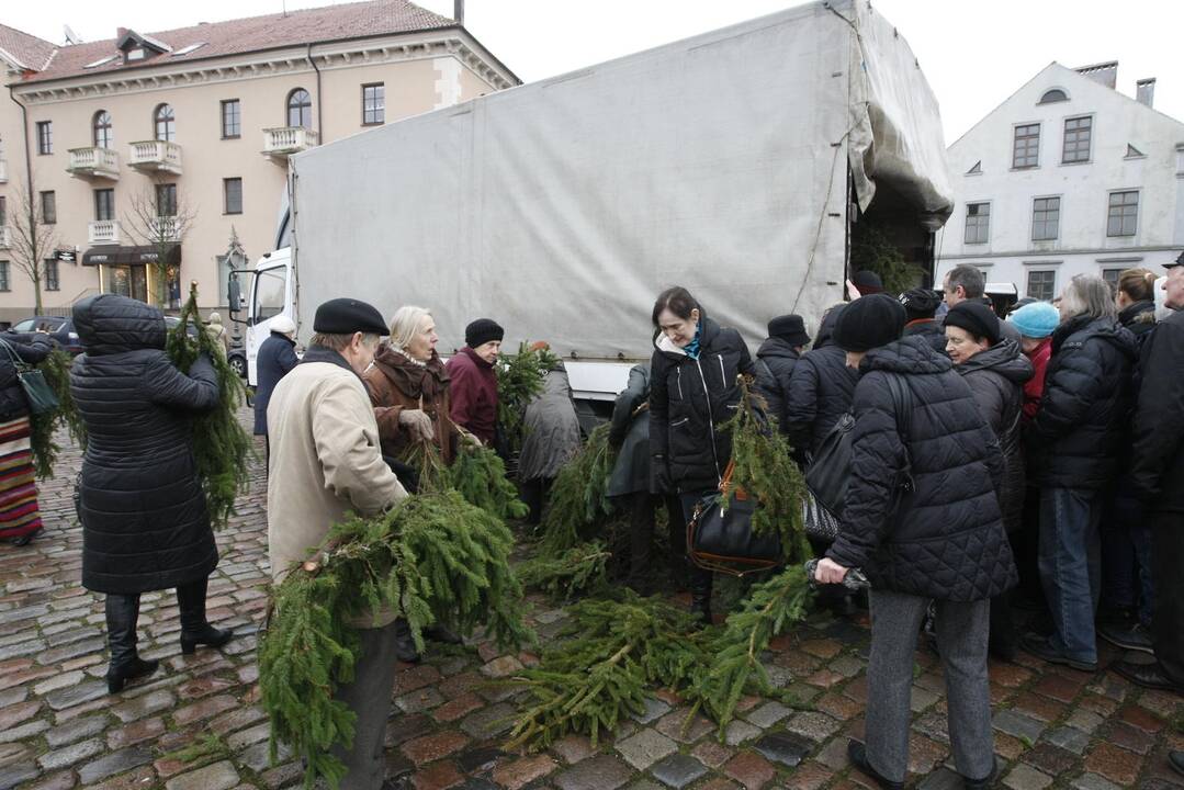 Eglės šakų dalinimas Klaipėdoje