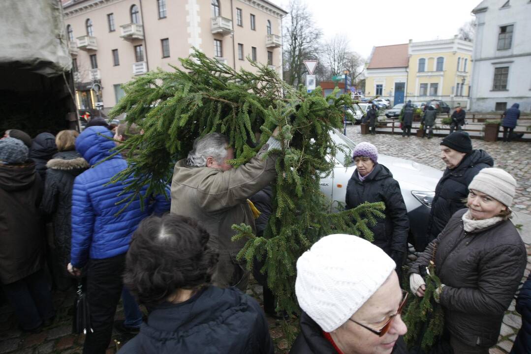 Eglės šakų dalinimas Klaipėdoje