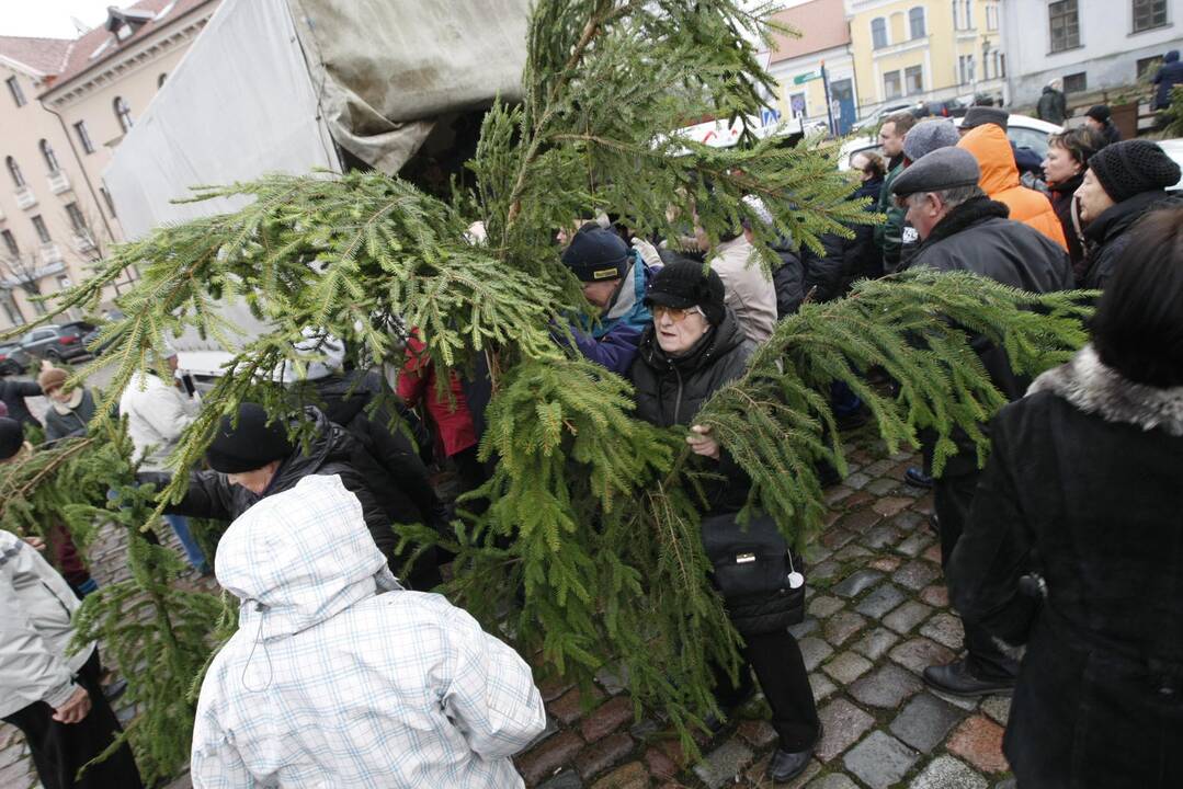 Eglės šakų dalinimas Klaipėdoje