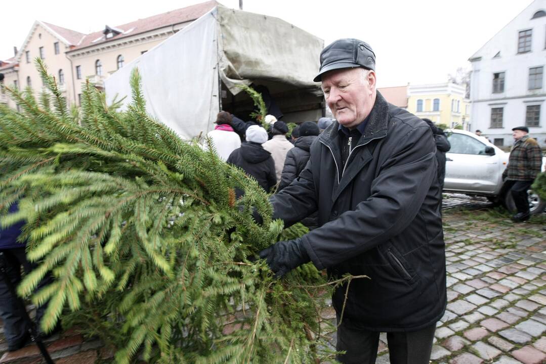 Eglės šakų dalinimas Klaipėdoje