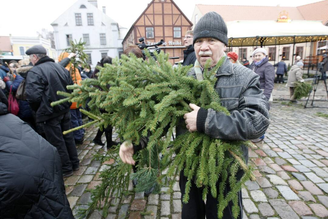 Eglės šakų dalinimas Klaipėdoje