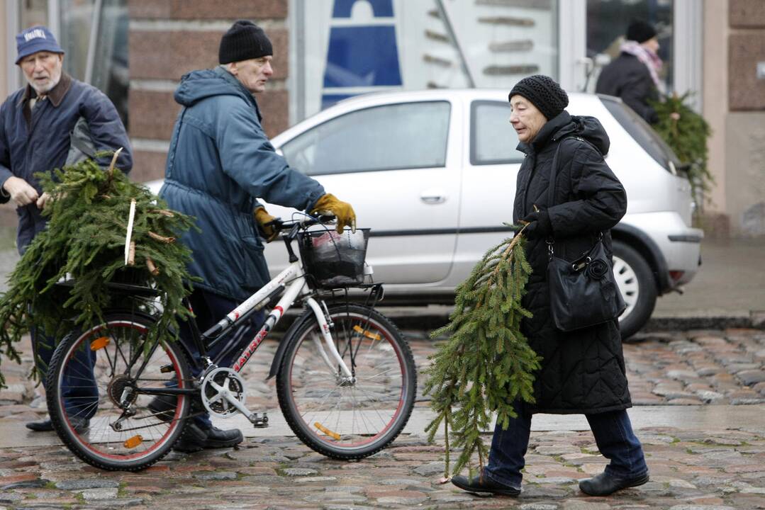 Eglės šakų dalinimas Klaipėdoje