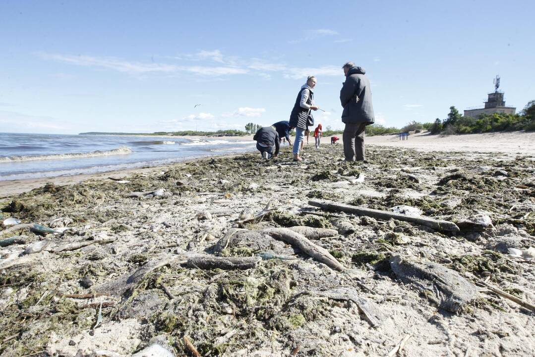 Klaipėdiečiai stebisi: pajūryje – dešimtys negyvų žuvų