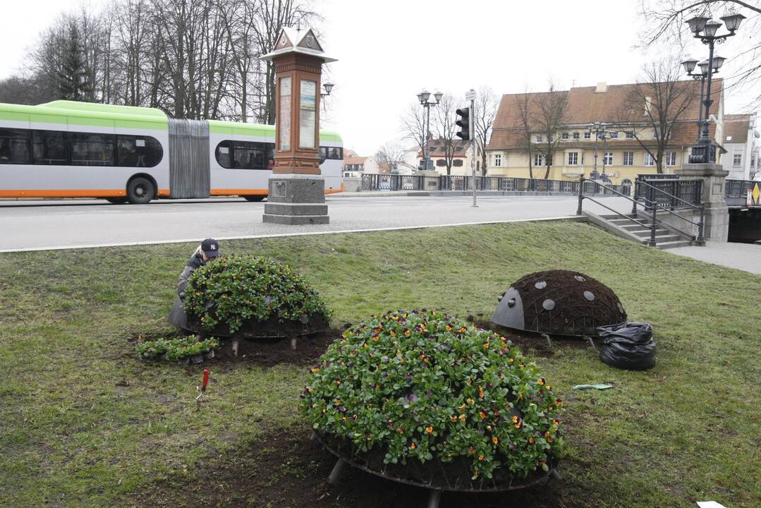 Klaipėdos miestui – madingi gėlynai