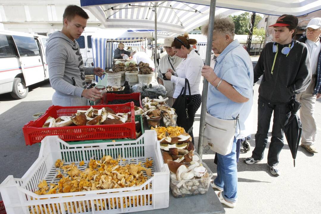 Klaipėdiečius džiugina baravykų derlius