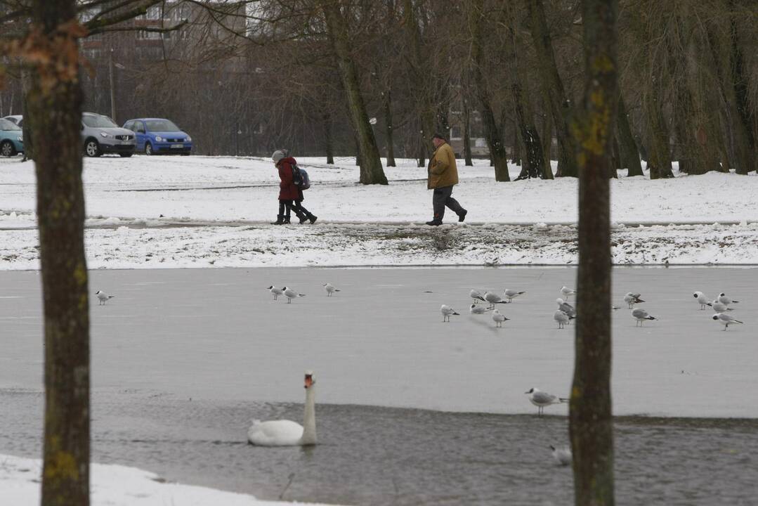 Ieškoti sliekų - į parką