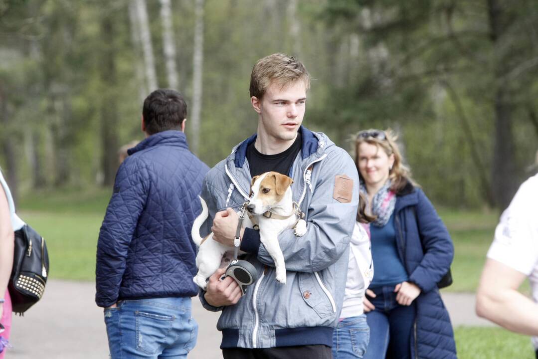 Šuniukų bėgimas Klaipėdoje