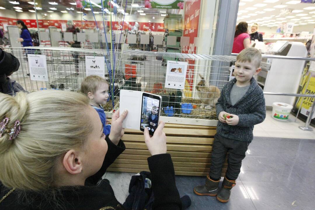 Triušių paroda Klaipėdoje