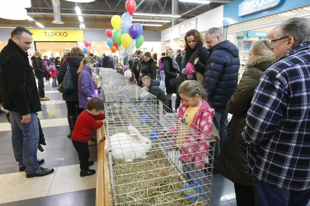 Triušių paroda Klaipėdoje