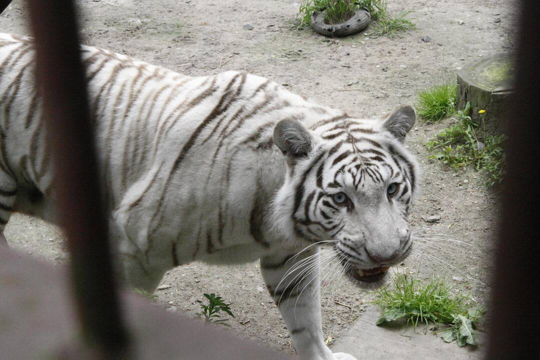 Klaipėdos zoologijos sode gimė baltosios tigriukės