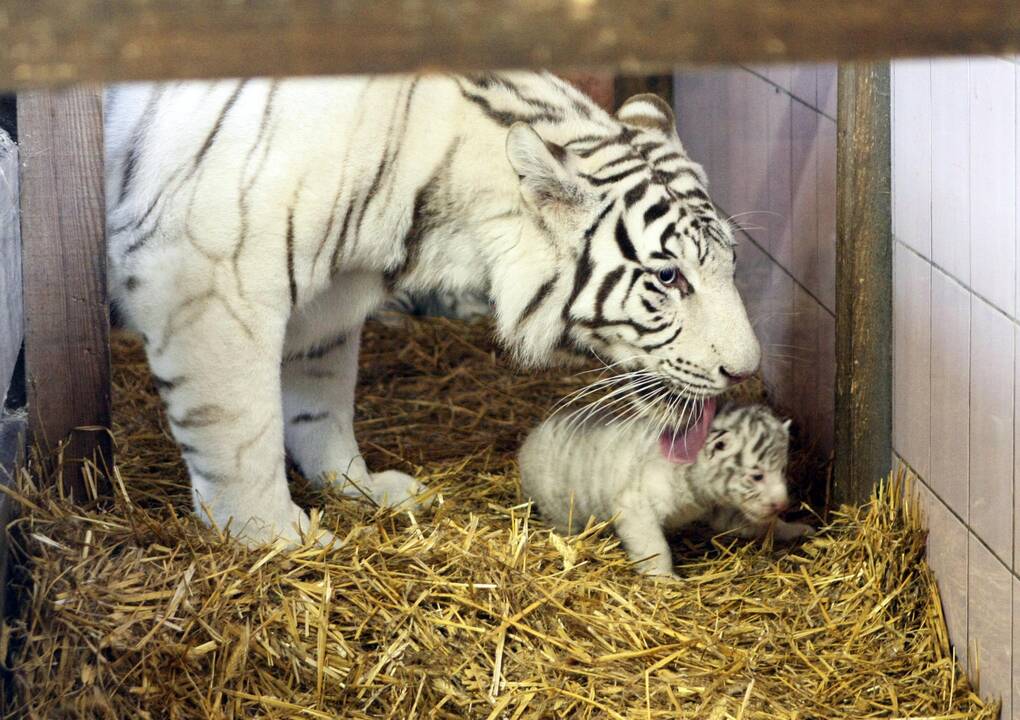 Klaipėdos zoologijos sode gimė baltosios tigriukės