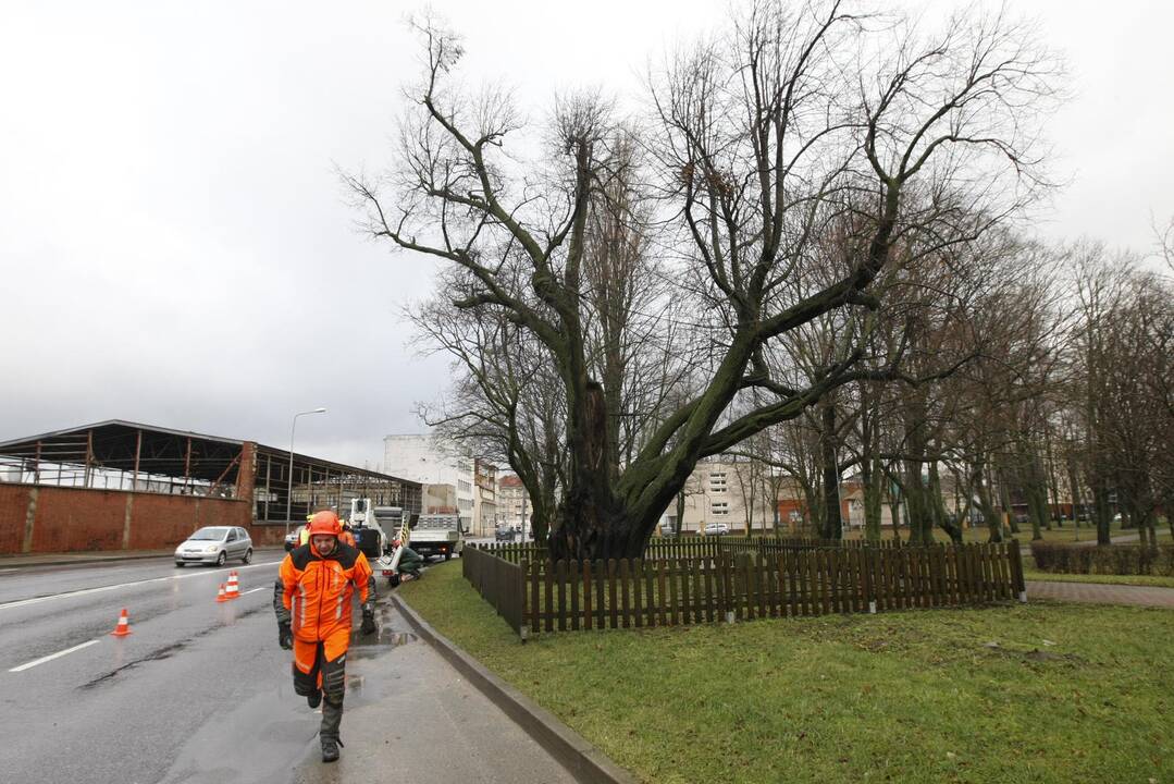 Gelbėja storąją liepą