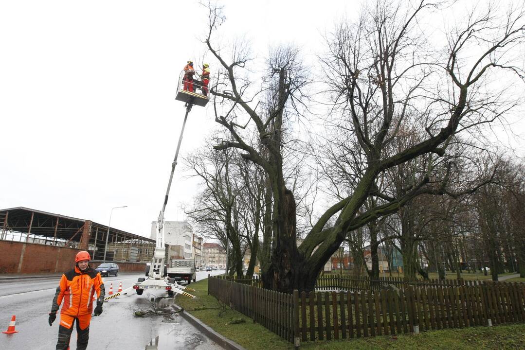 Gelbėja storąją liepą