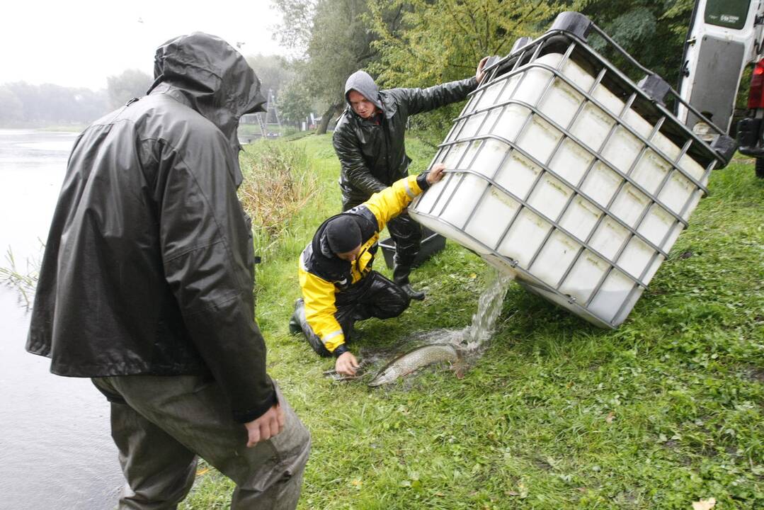 Laukžemių ežero žuvis perkėlė į Trinyčių tvenkinį