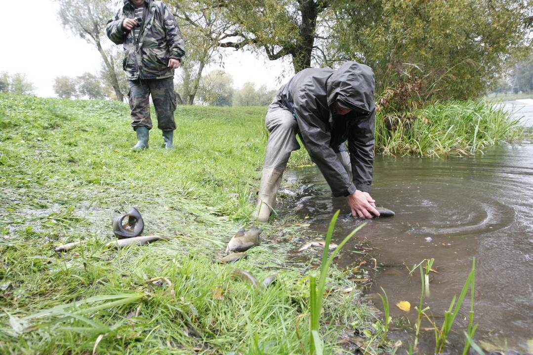 Laukžemių ežero žuvis perkėlė į Trinyčių tvenkinį