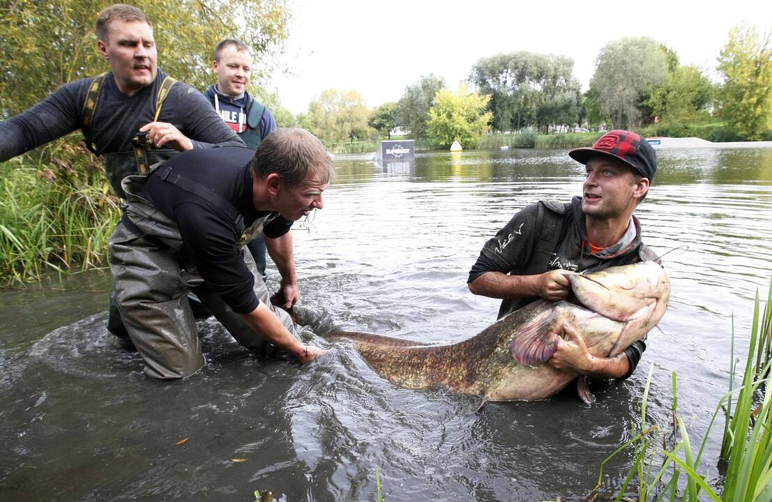 Trinyčiuose apgyvendintas žmogaus dydžio šamas