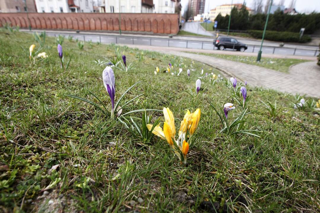 Uostamiesčiui – gėlių žiedai