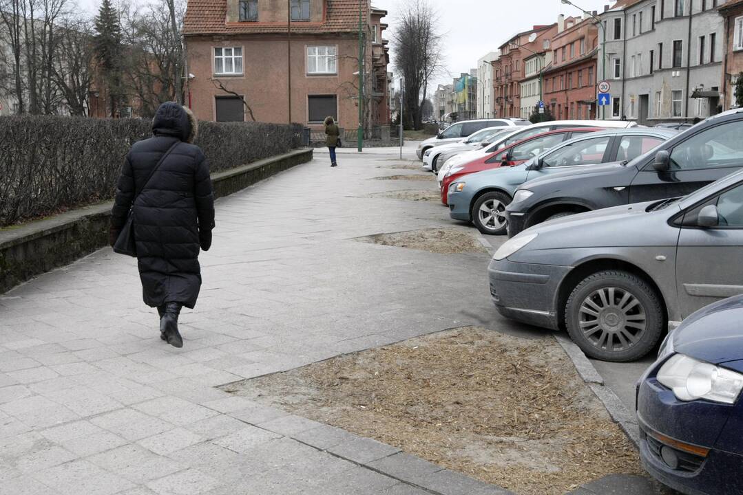 Klaipėdai trūksta vyriausiojo sodininko