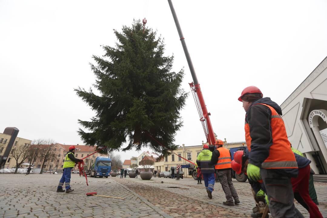 Klaipėda žiemos šventes pasitiks su gyva eglute