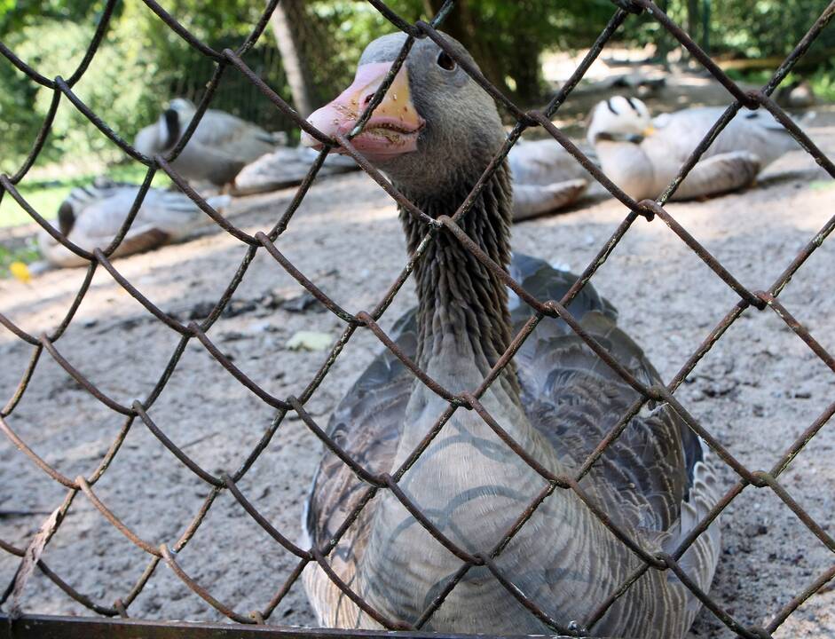 Zoologijos sodas prieš rekonstrukciją.