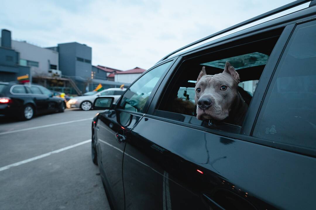 Autoentuziastų sveikinimas Kovo 11-osios proga