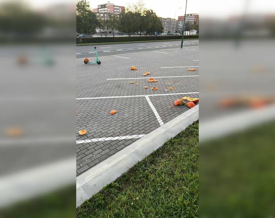 Pamoka: kiek iš viso buvo suniokota moliūgų, neskaičiuota, tačiau tikimasi, kad daugiau tokių įvykių nebus.