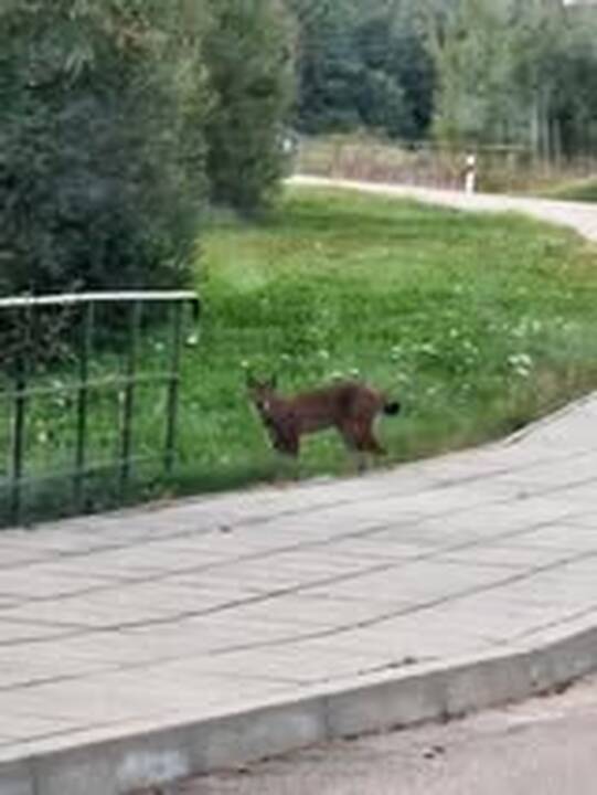 Akistata: Klaipėdos rajono gyventojai ir anksčiau yra fiksavę pavienius vilkus pakelėse, tačiau apie vilkų gaują prie kelio pranešta pirmą kartą.