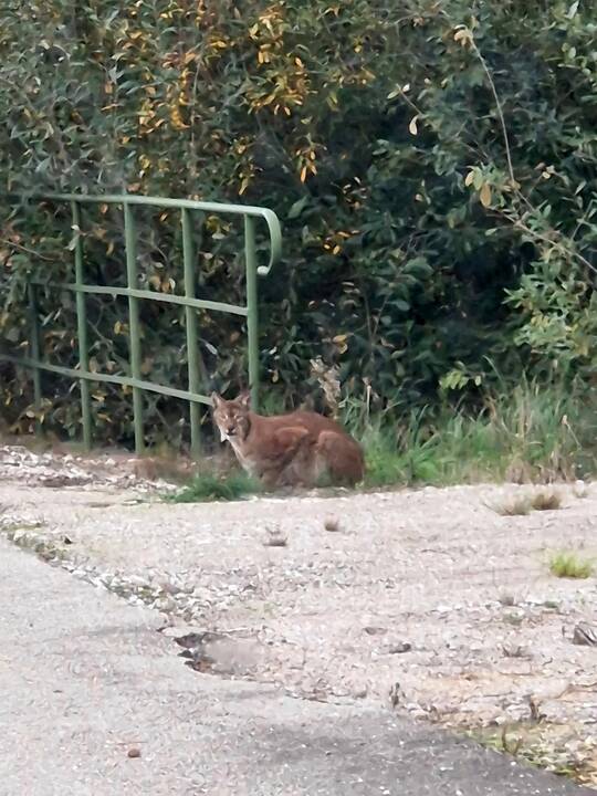 Akistata: Klaipėdos rajono gyventojai ir anksčiau yra fiksavę pavienius vilkus pakelėse, tačiau apie vilkų gaują prie kelio pranešta pirmą kartą.