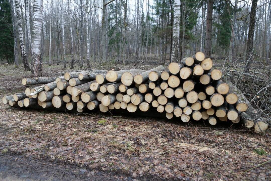 Miškų urėdijos vadovas: šiemet pateiksime 700 tūkst. kubų daugiau medienos biokurui