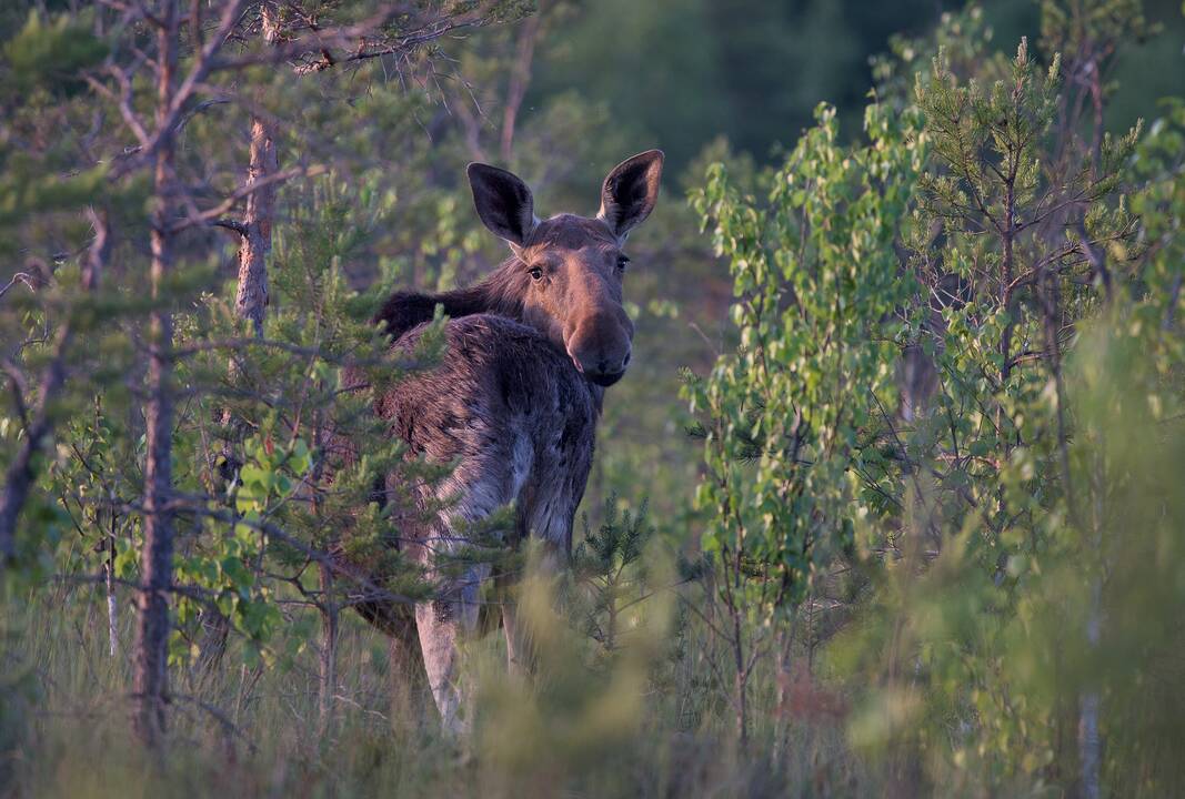 Aistra: „Visada buvau vaiku, kuris be gamtos gyventi tiesiog negali“, – sako miške klaidžioti su fotoaparatu mėgstantis K.Čeponis.