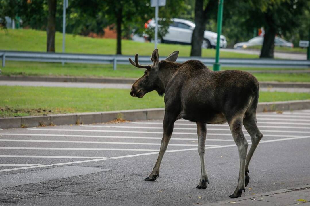 Vilniuje automobilis susidūrė su briedžiu: nukentėjo dvylikametis, gyvūnas nugaišo