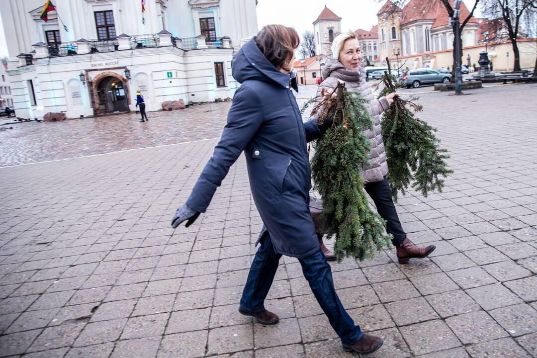 Kaune nemokamai dalinamos eglučių šakos