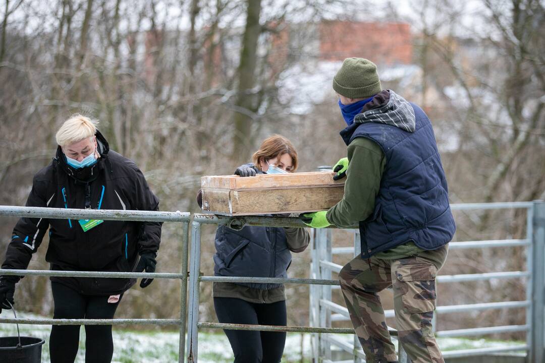 Zoologijos sodo gyvūnai gavo kalėdinių dovanų