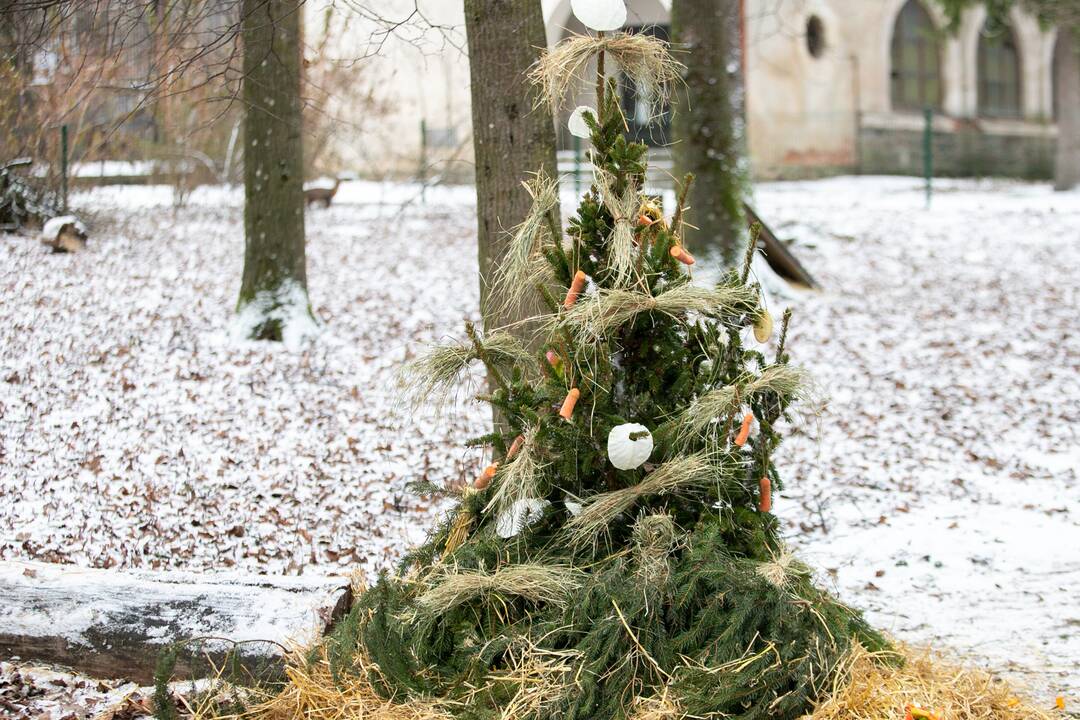 Zoologijos sodo gyvūnai gavo kalėdinių dovanų