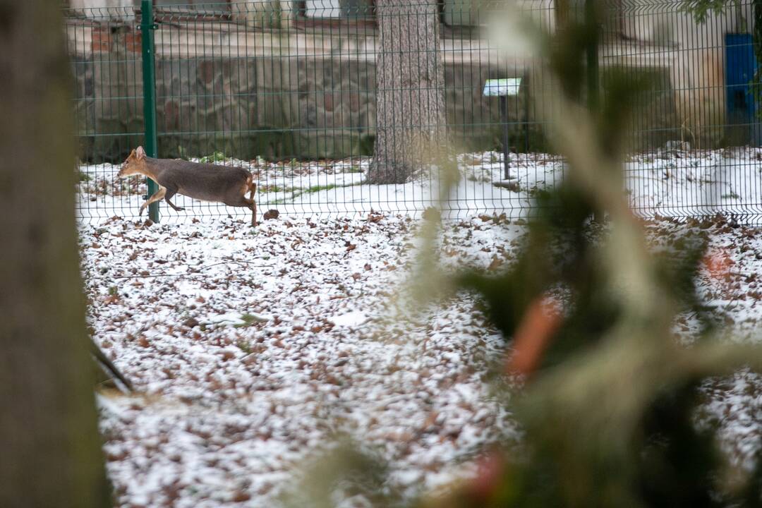 Zoologijos sodo gyvūnai gavo kalėdinių dovanų