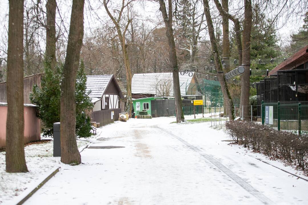 Zoologijos sodo gyvūnai gavo kalėdinių dovanų