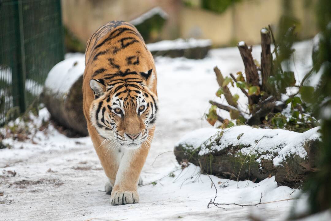 Zoologijos sodo gyvūnai gavo kalėdinių dovanų