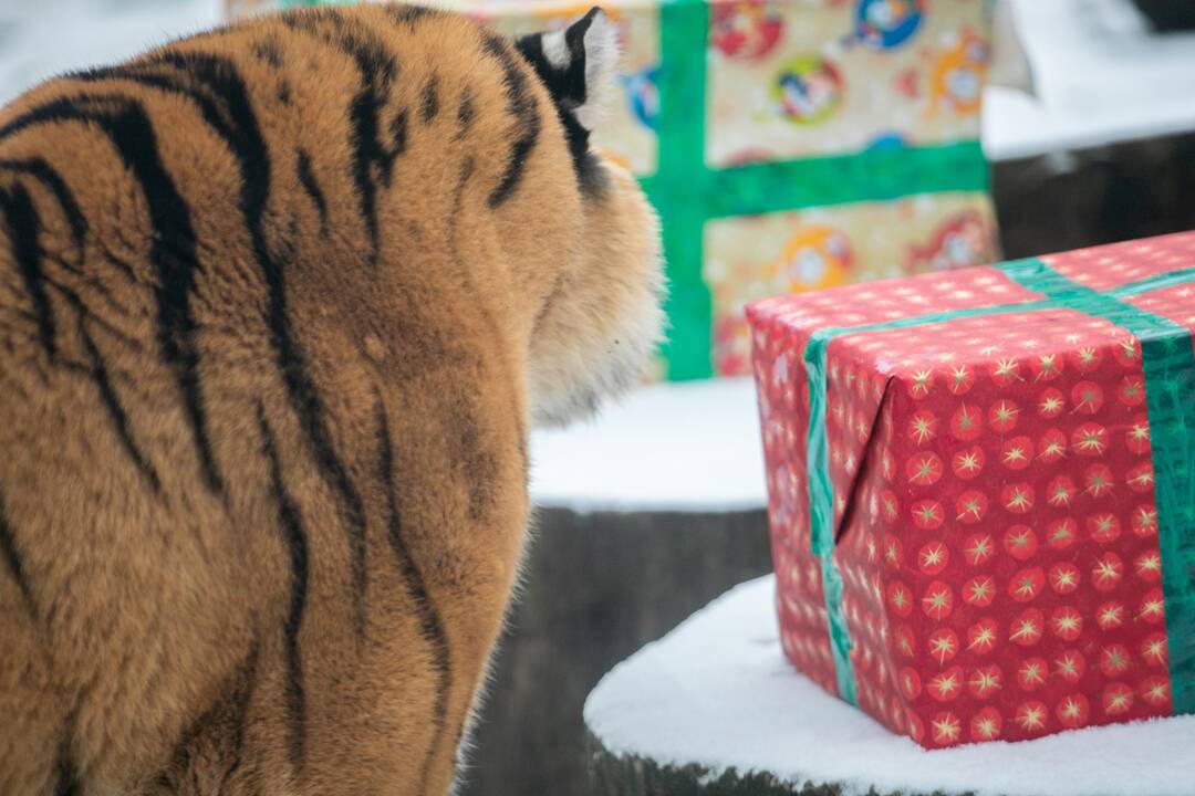 Zoologijos sodo gyvūnai gavo kalėdinių dovanų