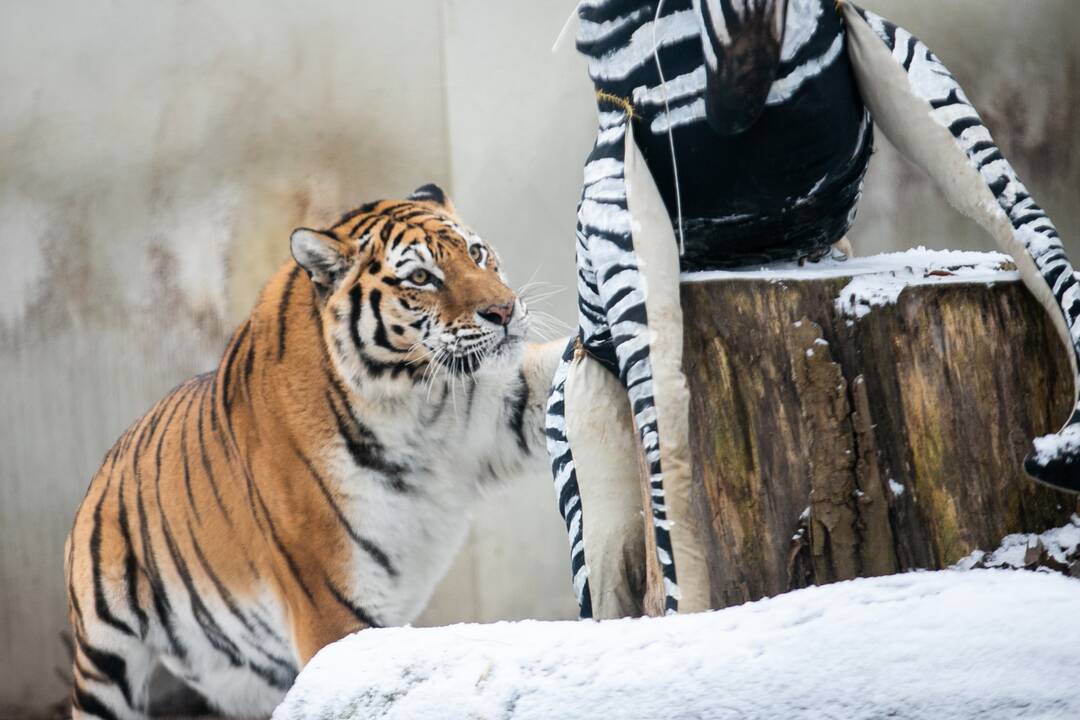 Zoologijos sodo gyvūnai gavo kalėdinių dovanų