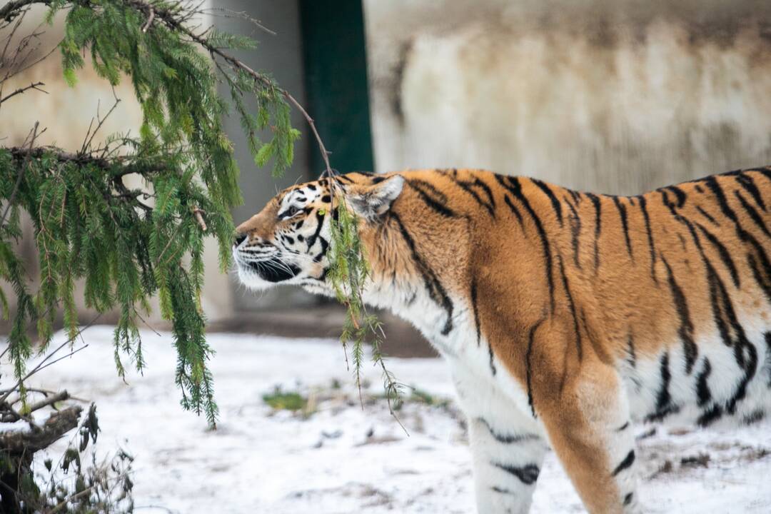 Zoologijos sodo gyvūnai gavo kalėdinių dovanų
