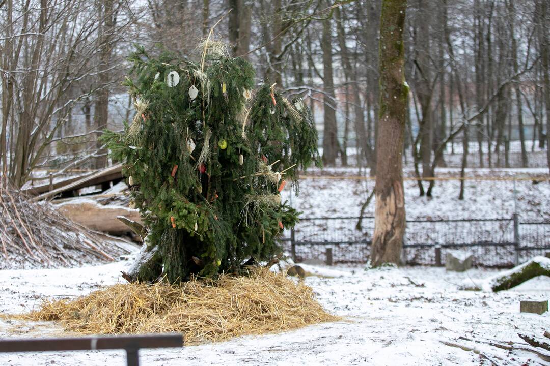 Zoologijos sodo gyvūnai gavo kalėdinių dovanų