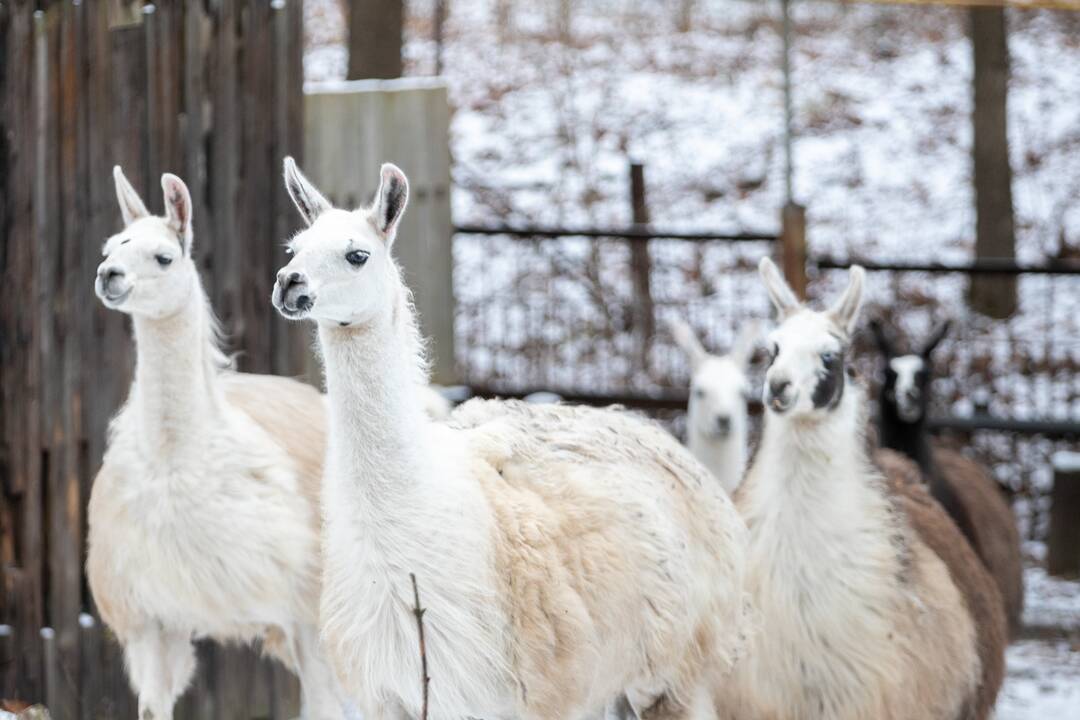 Zoologijos sodo gyvūnai gavo kalėdinių dovanų