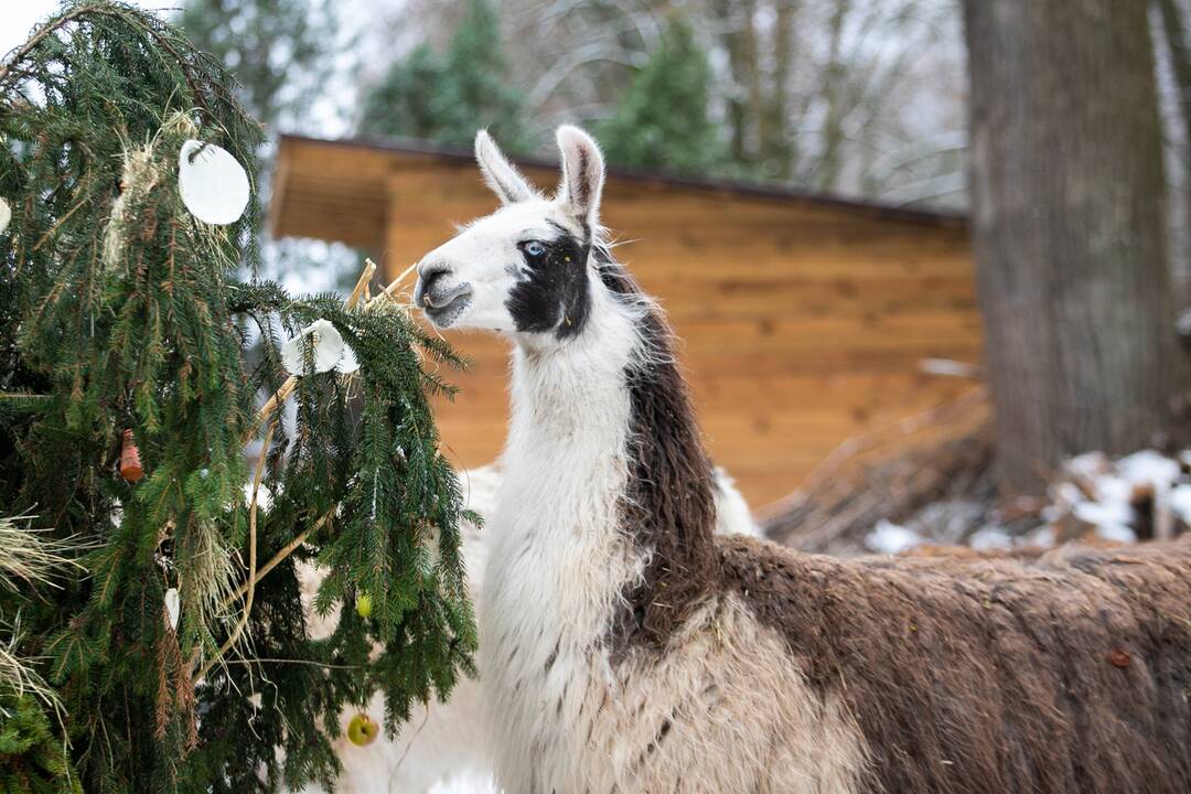 Zoologijos sodo gyvūnai gavo kalėdinių dovanų