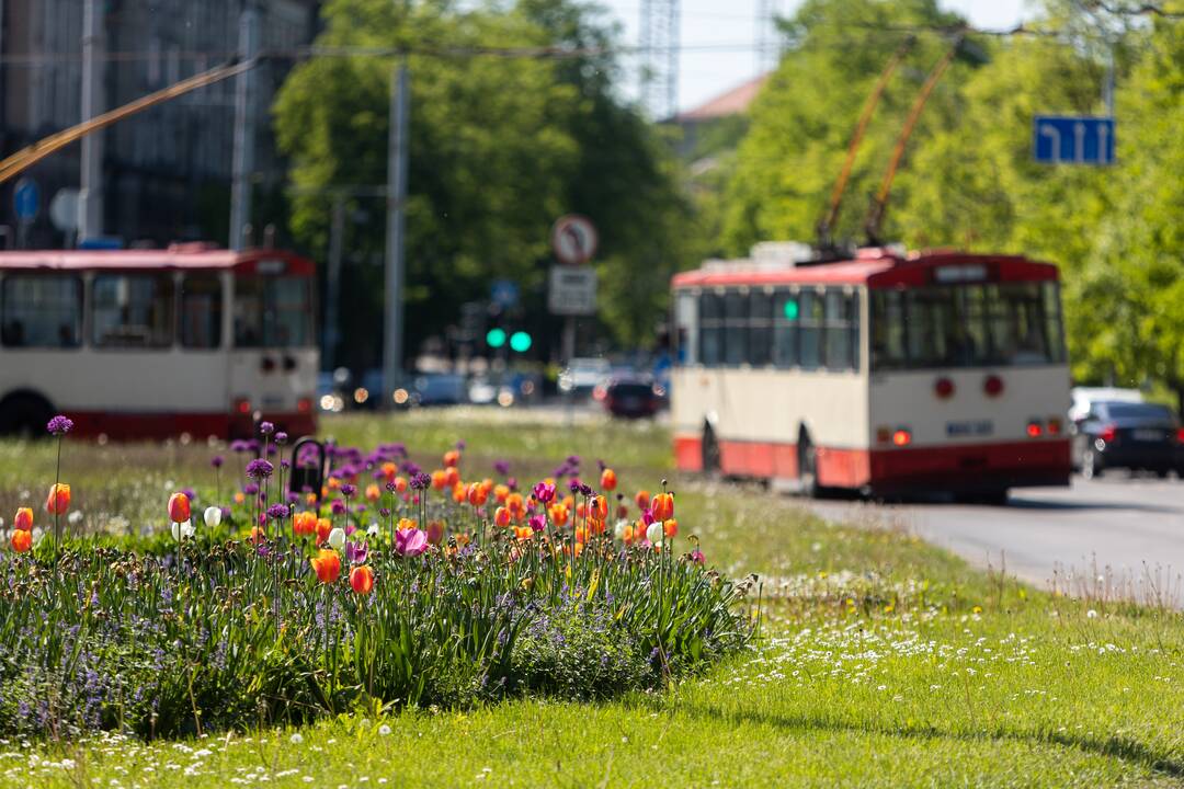 Žaibiškai brangsta degalai: ar didmiesčiai kels viešojo transporto kainas?