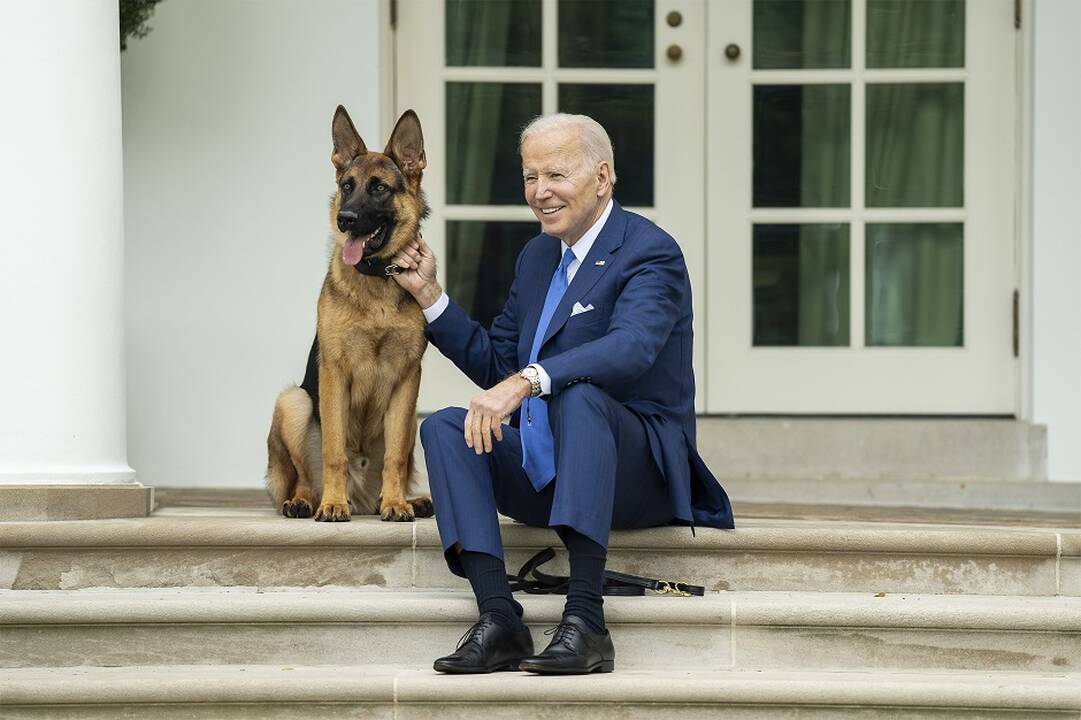 Bidenų šuo Komanderis buvo ištremtas iš  Baltųjų rūmų: apkandžiojo daugiau žmonių nei žinota