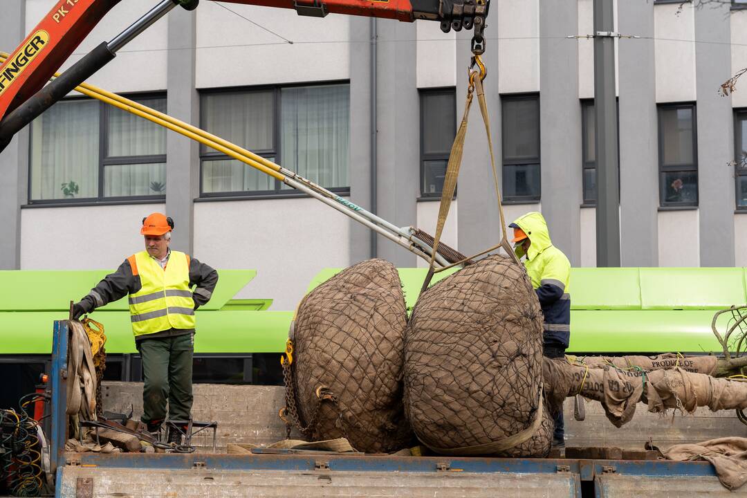 Laisvės alėjoje sodinamos liepos