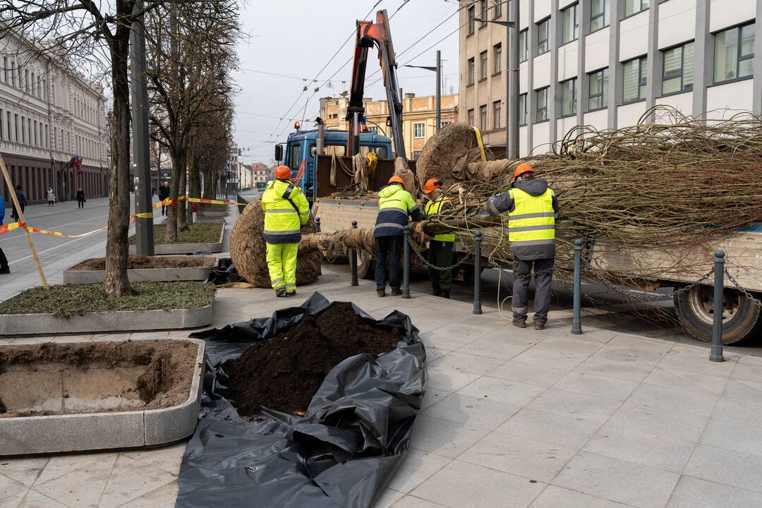 Laisvės alėjoje sodinamos liepos